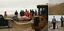 Мертвого кита вынесло на <b>пляж</b> в Квинсе