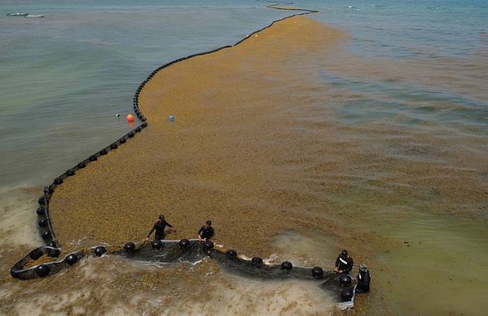 мексика, пляжи, саргассы, водоросли