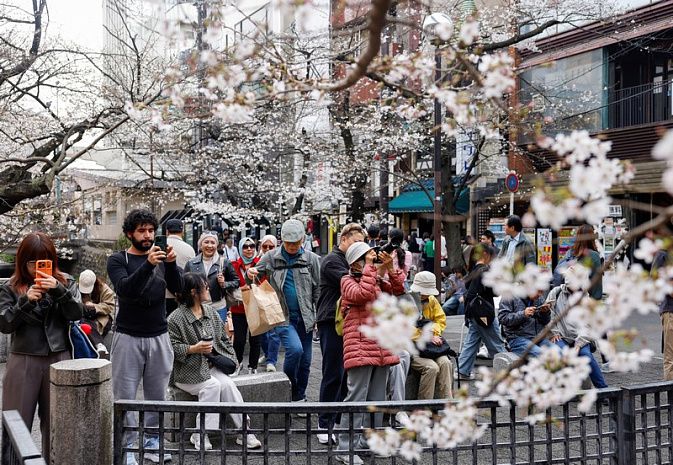 япония, сакура, цветение