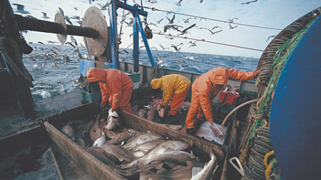 норма потребления рыбы, рыбные стратегии, стратегические планы и реальность