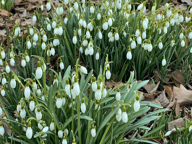 москва, весна, парки, подснежники, крокусы