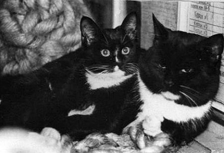кошки, коты, черная кошка, история, ведьмы, флот