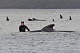 Сотни китов застряли на Тасмании