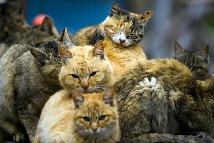 япония, остров, животные, кошки