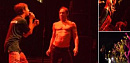 I am Iggy Pop