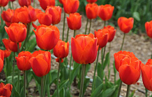 В Крыму завершается Парад тюльпанов
