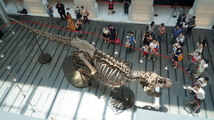 тираннозавр, торги, скелет