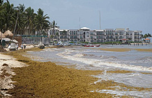 Саргассово море наступает на мексиканские пляжи