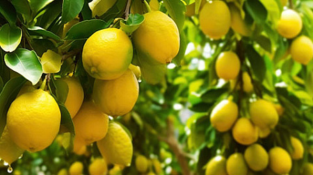 таджикистан, срок возврата иранских инвестиций, гэс, сангтуда 1, срок окупаемости, сангтуда 2, снг, производство, логистика, экспорт фруктов