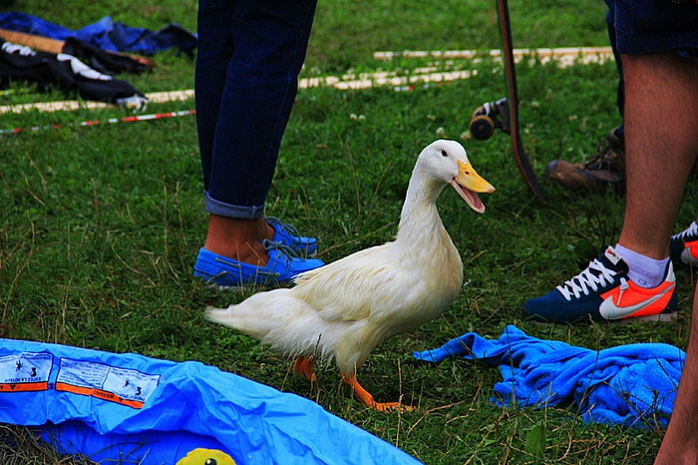 шоу, flugtag, red bull, полет, депардье