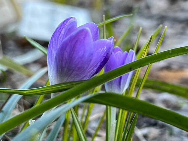 москва, весна, парки, подснежники, крокусы