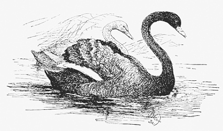 проза, любовь, собаки, ахмадулина, высоцкий, ахматова, зощенко