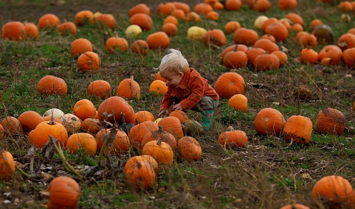 Англия, тыквы, урожай, Хэллоуин