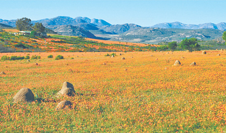 африка, юар, история, золото