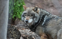 В столичном зоопарке появились новые питомцы