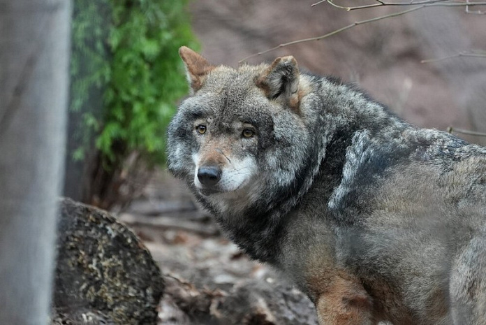 москва, зоопарк, пополнение, волк, амурский тигр