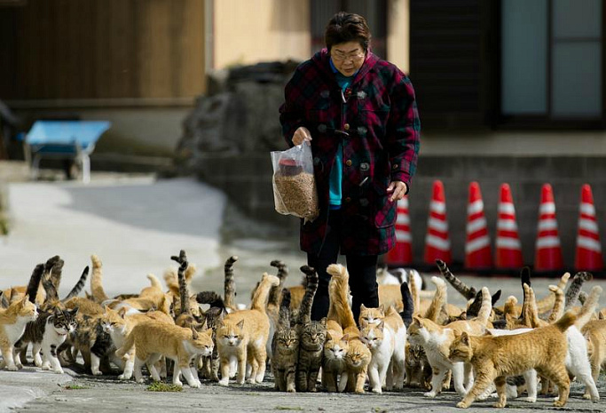 япония, остров, животные, кошки