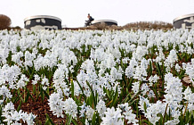 Первоцветы раскрасили 