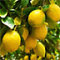 Россиянам все равно, где выращены лимоны