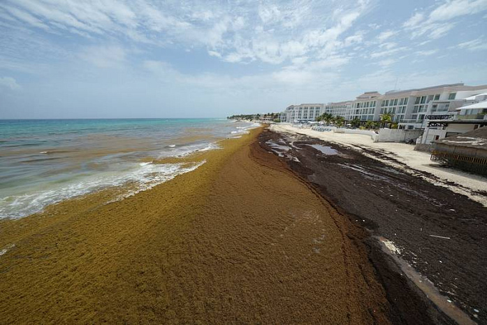 мексика, пляжи, саргассы, водоросли