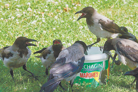 московско озеро, обитатели, пруд в черте города, палатка, рыбалка, новые технологии, радиоудочка, водяная крыса, утки, необычное поведение