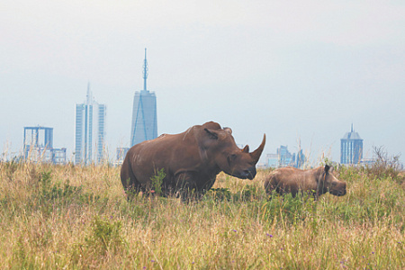 африка, исчезающие виды животных, северные белые носороги, спасение, современная наука