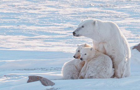 арктика, карское море, белый медведь, красная книга, природоохранный статус, экспедиции, роснефть