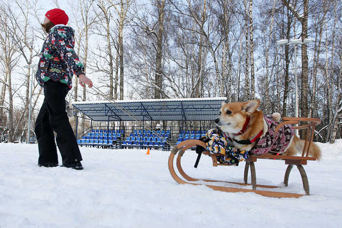 москва, сокольники, собаки, соревнования