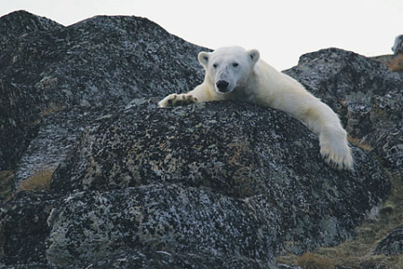 экология, конференция, испания, cop 25, климат