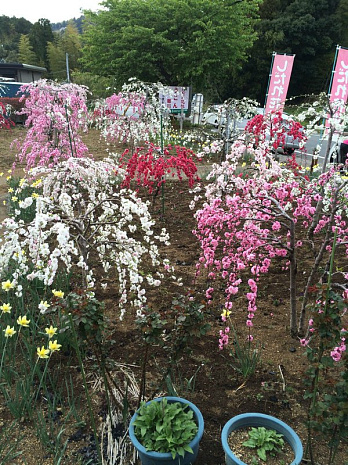 япония, фудзияма, суши, сумо, люди