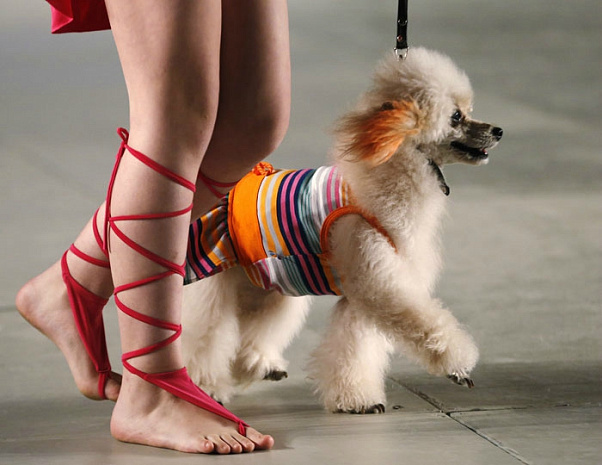 Https cantik fun. Мод на собак. Показ мод собак. Собачья мода 2015. Высокая изысканная модные собаки.