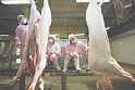 Мировое производство <b>свинины</b> в 2023 году может вырасти до 114,09 млн т