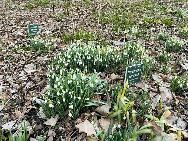москва, весна, парки, подснежники, крокусы
