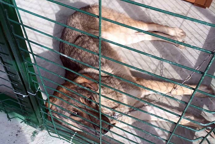 собаки
